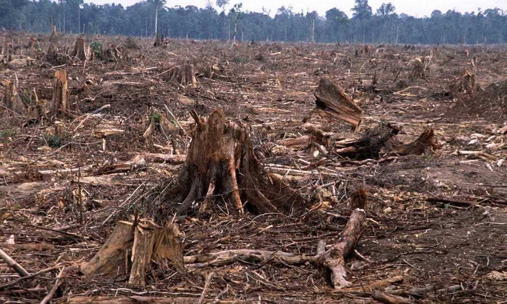 Slide 86 / 144 Forest Resources When large expanses of forests are cut down it is called