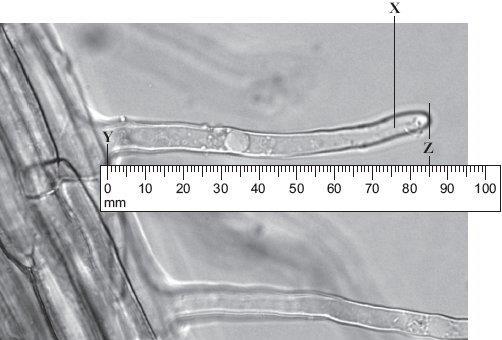 2.0 Figure 2 shows part of the surface of a plant root. Figure 2 2. There are hundreds of structure X on each root. What is the name of structure X? [ mark] 2.