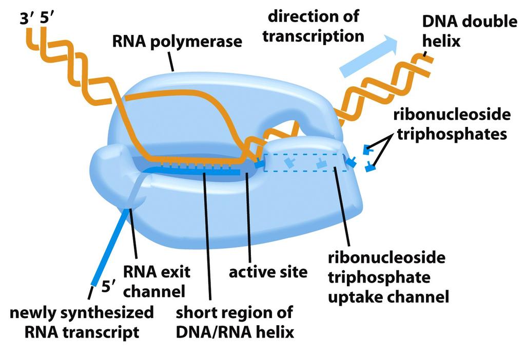 Synthesizing RNA