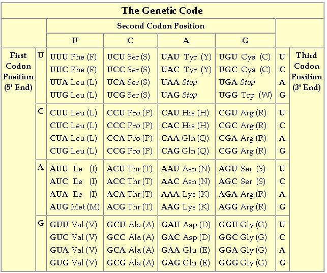 The Genetic Code Translation: An Example start codon mrna A U G G G C U C C A U C G G C G C A U A A codon 1 codon 2 codon