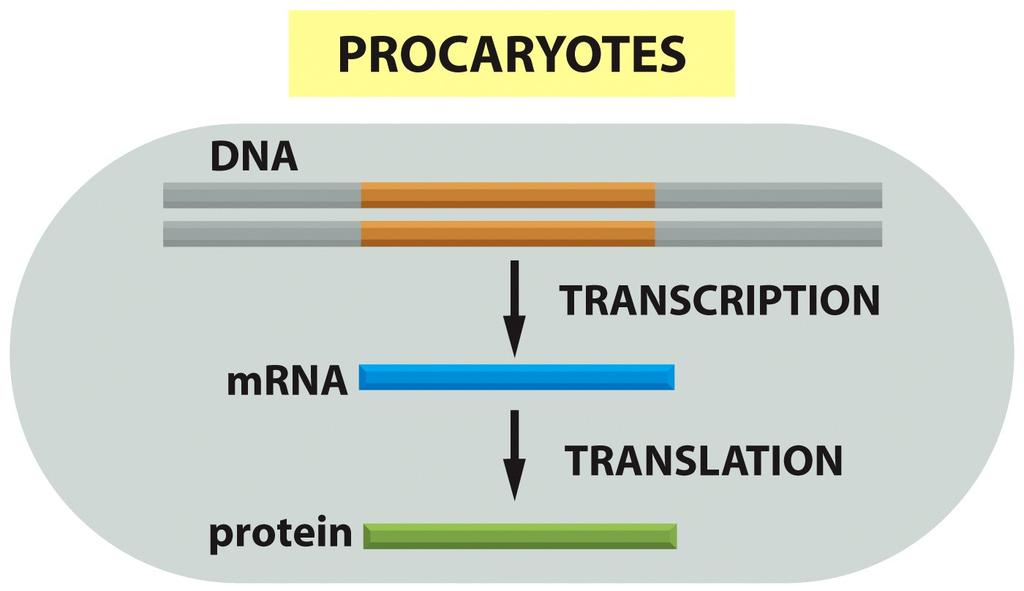 Dogma Revisited: Prokaryotes Molecular Biology of