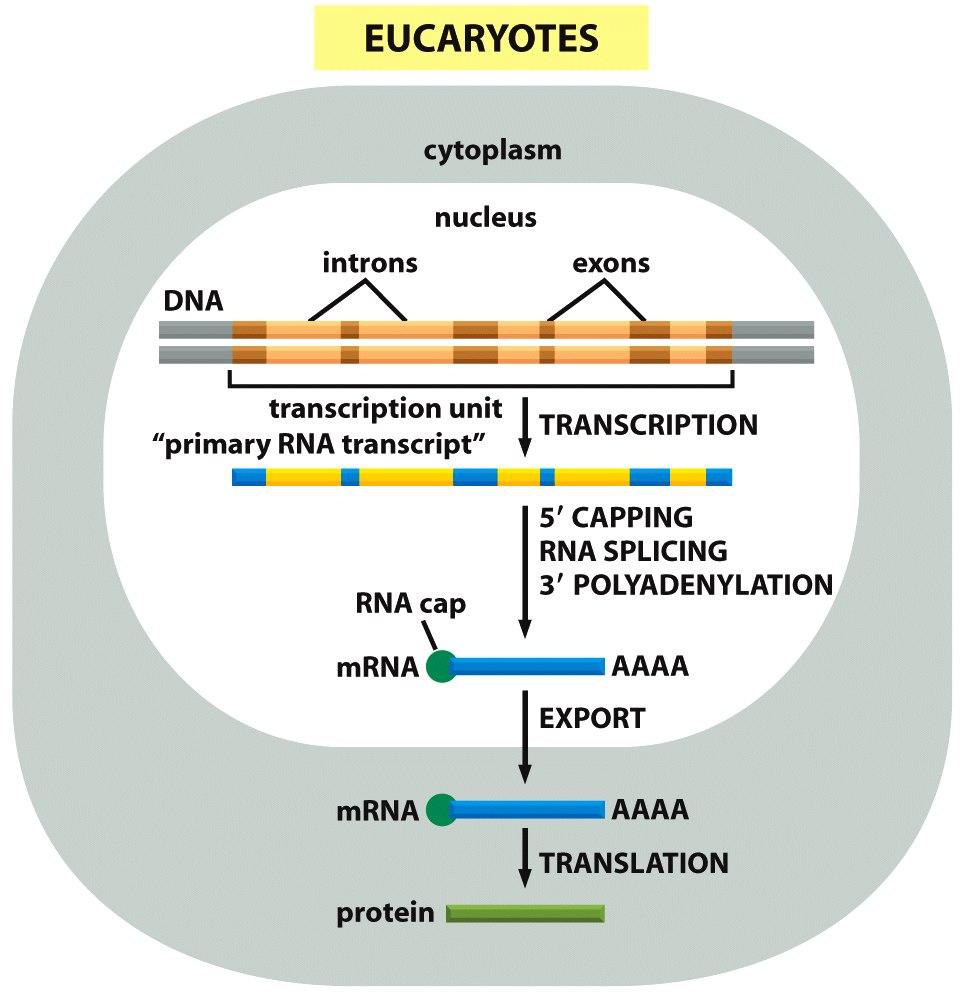 Dogma Revisited: Eukaryotes Molecular Biology of 