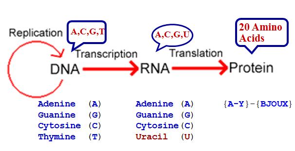 DNA à RNA à Protein Central Dogma of Molecular Biology Proteins, are the molecules that put the