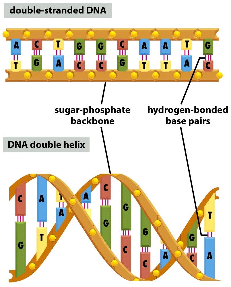 Double-Stranded DNA Molecular Biology of the Cell, Fifth Edition ( Garland Science 2008) Double Helix The binding of two nucleotides forms a base pair.