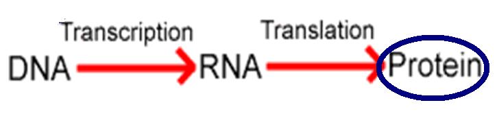 Ribonucleic Acid - RNA RNA is found in the cell and can also carry genetic information.