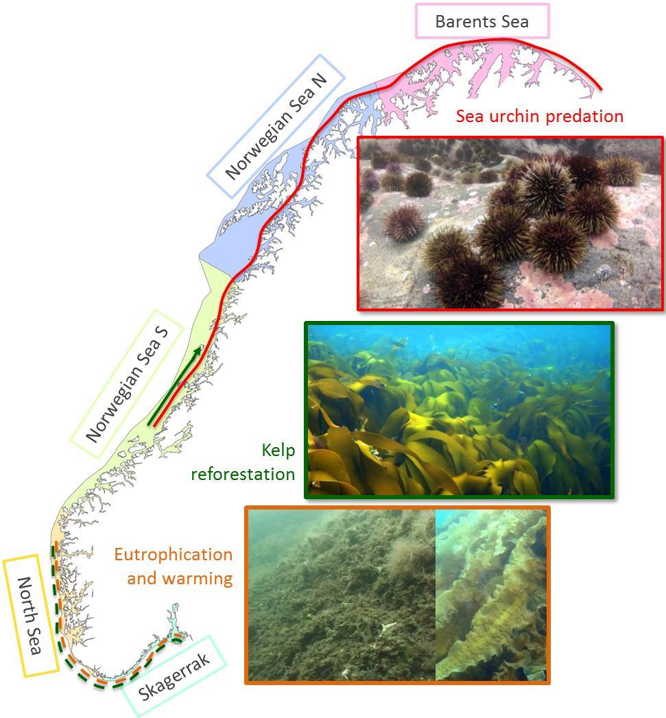 The ecological relevance of kelp forest ecosystems 9000 km 2 of kelp forest on