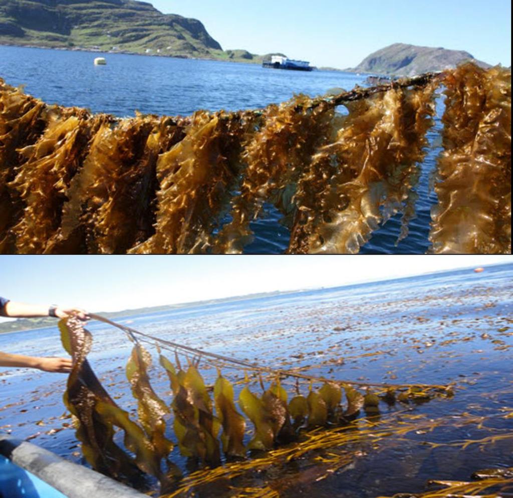 Industrial kelp farming: An