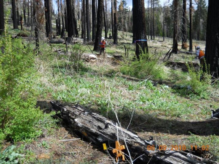 Results: Post-Wildfire (seedlings/ac/decade) Sugar pine: 0-71 White fir: 0-936 Jeffrey pine: 0-1684