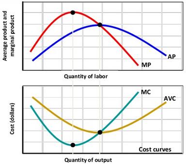 The marginal productivity curves are a mirror image of the average cost curves.
