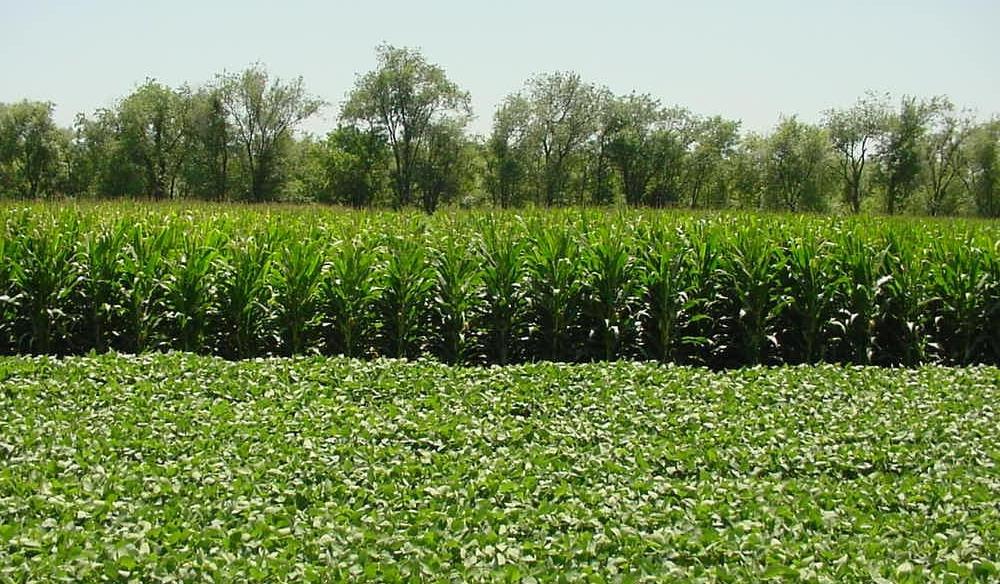 MAIZE system: Cropping practice and N rate trials Agronomic practices Surface urea N application Fall application of Urea ammonium nitrate solution Irrigated Maize variety NE: Pioneer 31N28 (2003