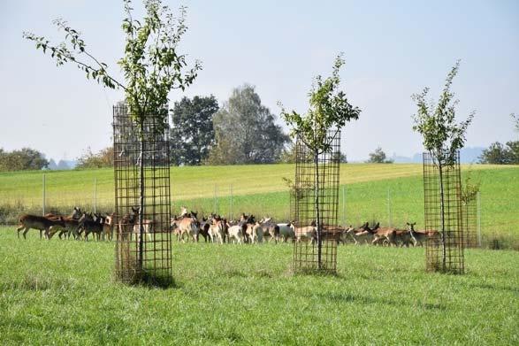 on Agroforestry