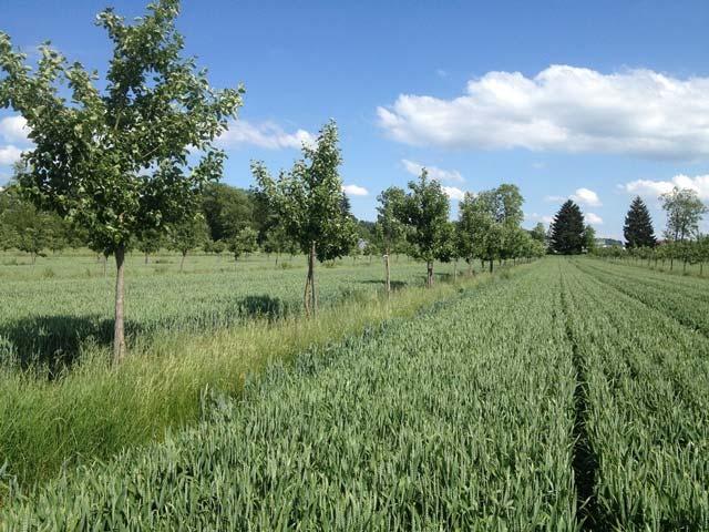 No age mix of the tree population in newly created silvoarable agroforestry systems.