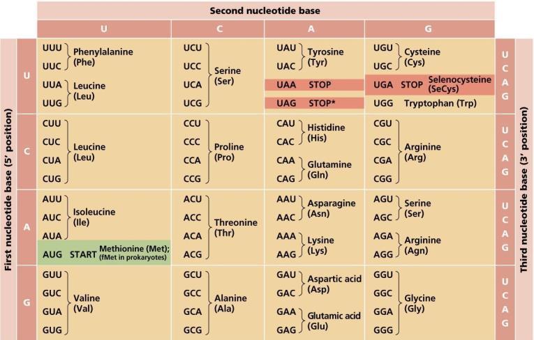 http://academic.pgcc.edu/~kroberts/lecture/chapter%207/07-11_geneticcode_l.jpg Skills S1: Use a table of the genetic code to deduce which codon(s) corresponds to which amino acid.