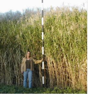 Switchgrass to Ethanol A perennial grass na4ve to the Great Plains Grows in marginal land Needs seeding once / decade Cul4va4on requires