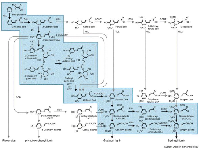 Lignin biosynthesis Humphreys and