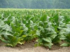 Challenges Small to mid-size formerly tobacco dependent farms at greatest risk NC has suffered among the