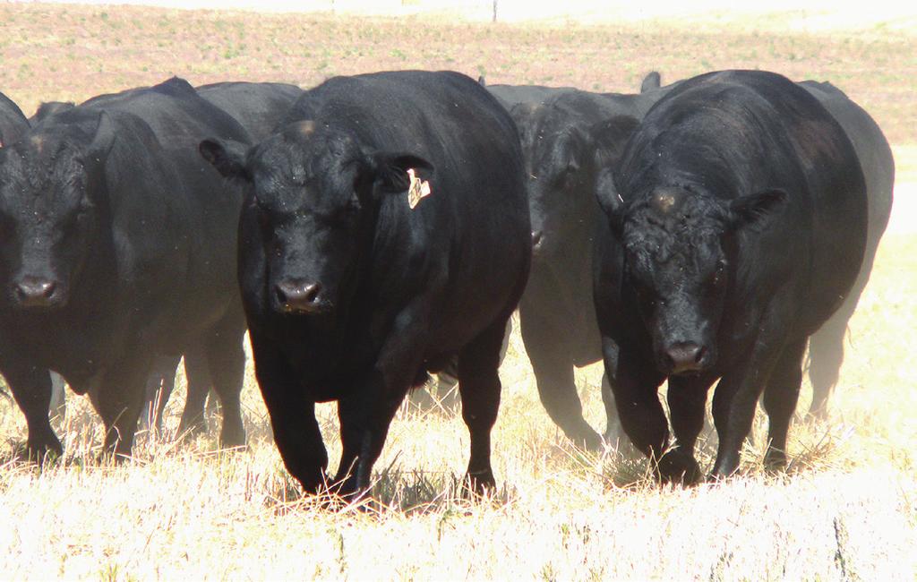 Selecting your next Angus Bull Careful selection of the most appropriate bulls offers a considerable opportunity to increase