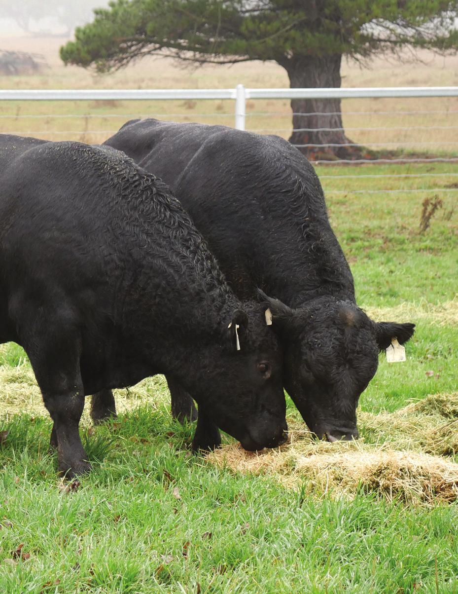 Non-Genetic Influences on Animal Appearance and Performance The appearance and performance of a bull is a combination of its genetics plus a range of non-genetic influences.