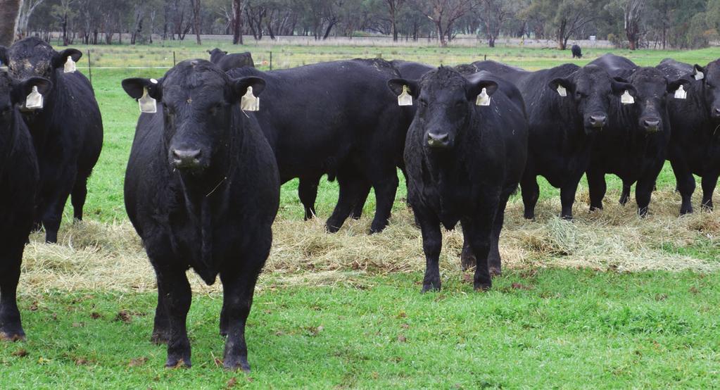 Breeding Health A number of diseases are prevalent in Australia that result in reduced weaning rates due to lower conception rates and/or increased rates of abortion.