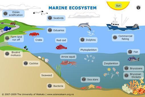 Marine Ecosystem: