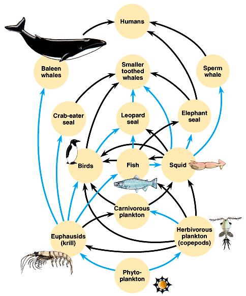 Food webs. Who eats whom in a community? Which ones are the producers here?