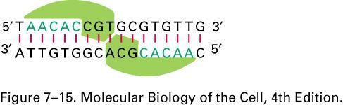 Transcription factors recognize specific DNA sequences