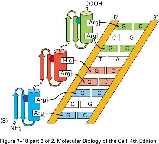 2 Superclass: Zinc-coordinating DNA-binding domains ( Zinc Fingers ) Examples: