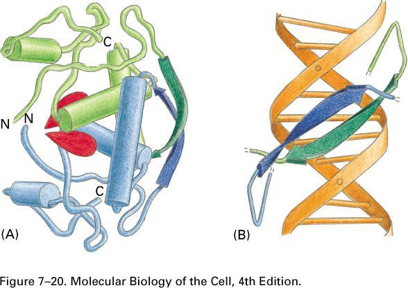 The bacterial met repressor: an example for DNA