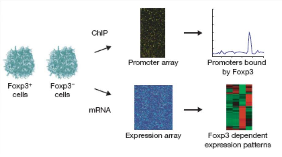 ChIP on chip: 1. Generation of two cell lines that are genetically matched except for Foxp3 2. IP 3.