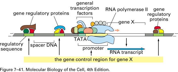 The transcription initiation complex