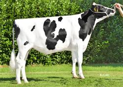 Selection in DEU practice ᴓ EBV all used semen straws Holstein bulls (2016 until August) new RZG Genomics Progress/year 1998-2010 2011-2016 RZM 1,5 3,3 RZE 1,6 3,4 RZS 0,4 1,6 RZN 0,8 2,7 RZR -0,5