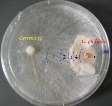 C. In vitro Test for Putative Biocontrols
