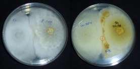 Cerrena & Phlebiopsis. Biocontrols vs P.