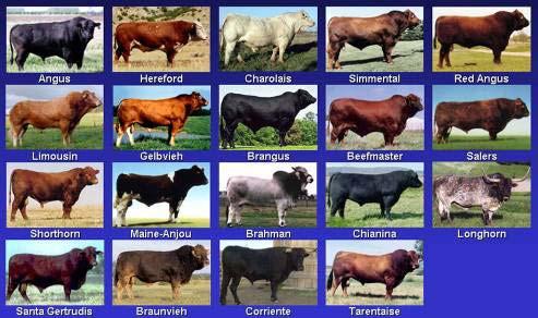 The ideal marker is frequent in all breeds A collaborative effort was undertaken to assemble many beef and dairy breeds for testing (screening) allele frequency 96 diverse sires from 19 beef breeds