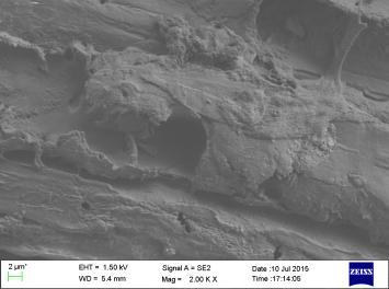 SEM images illustrate differences in microstructure of coconut coir treated in autoclave and in the USB.