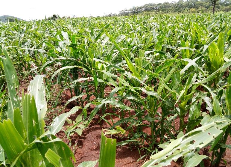Rodents were reported to have destroyed over 32,000hectares of maize and various other crops putting thousands of people at serious risks of food shortage.