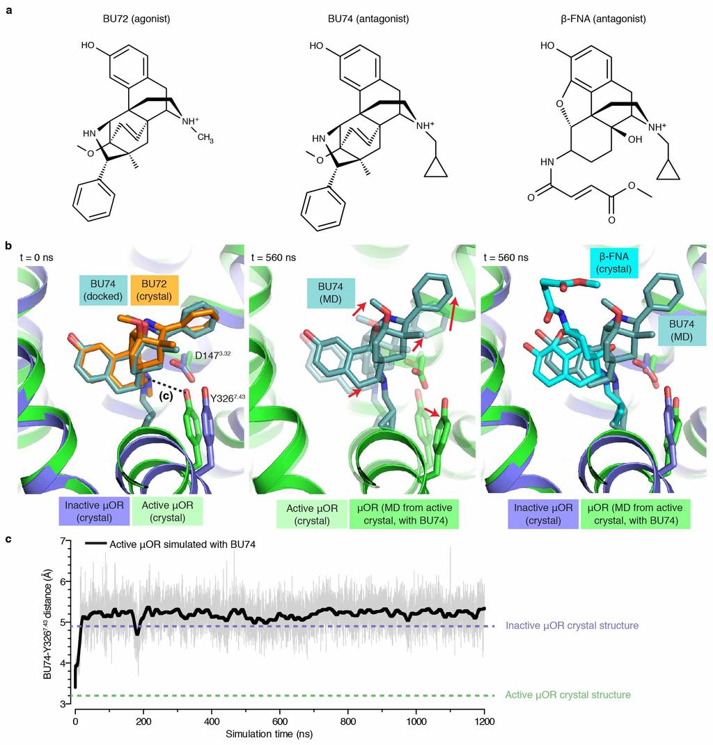 ARTICLE RESEARCH Extended Data Figure 6 Molecular dynamics simulation of active mor bound to antagonist BU74. a, Structures of agonist BU72, and antagonists BU74 and b-funaltrexamine (b-fna).