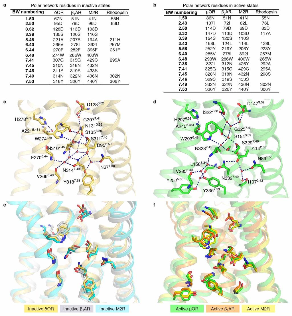 ARTICLE RESEARCH Extended Data Figure 8 Comparison of polar networks involved in GPCR activation.