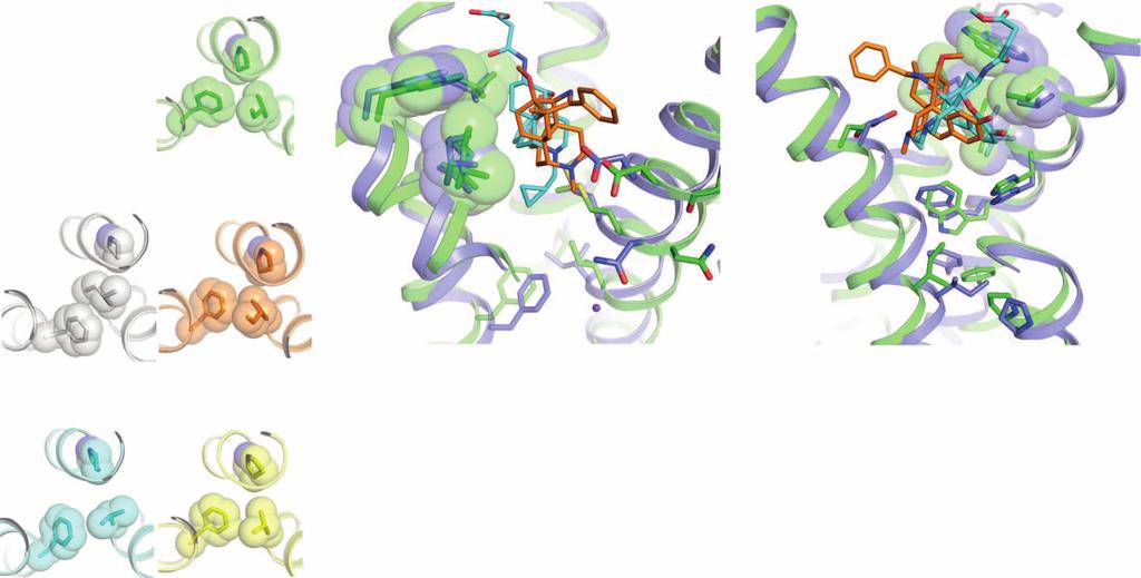 RESEARCH ARTICLE inactive mor, the active-state cavity is larger and completely contiguous with the morphinan-binding site.