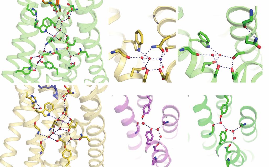 ARTICLE RESEARCH In the active mor structure, the morphinan scaffold of BU72 adopts a pose that is sterically incompatible with the inactive position of.