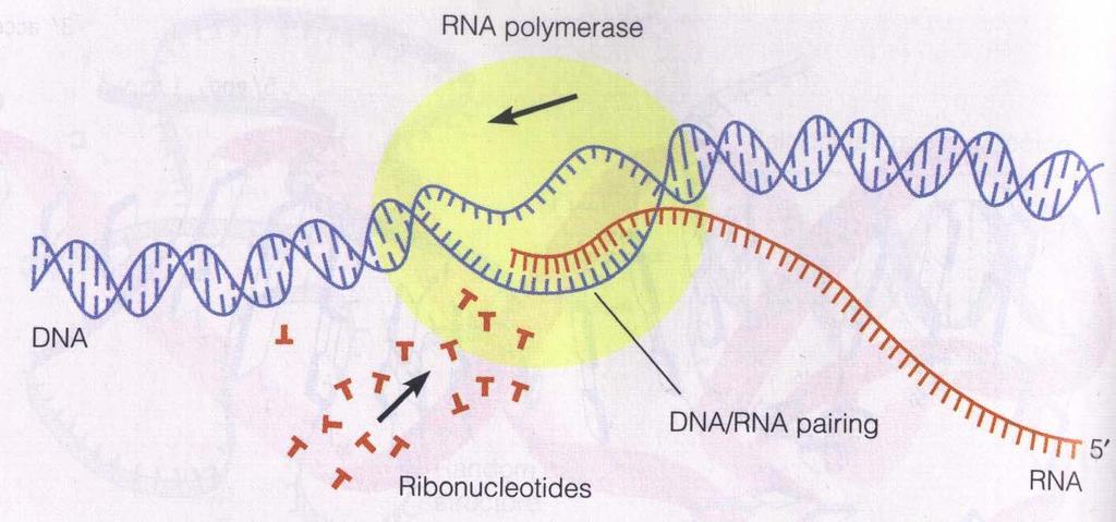 Transcription Coding sequences can be transcribed to RNA Source: Mathews & van Holde RNA
