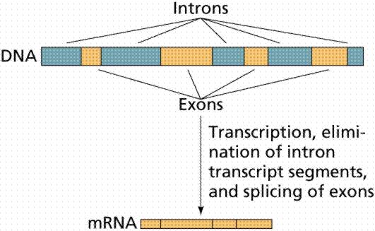 Transcription: RNA Editing 1. Transcribe to RNA 2. Eliminate introns 3.