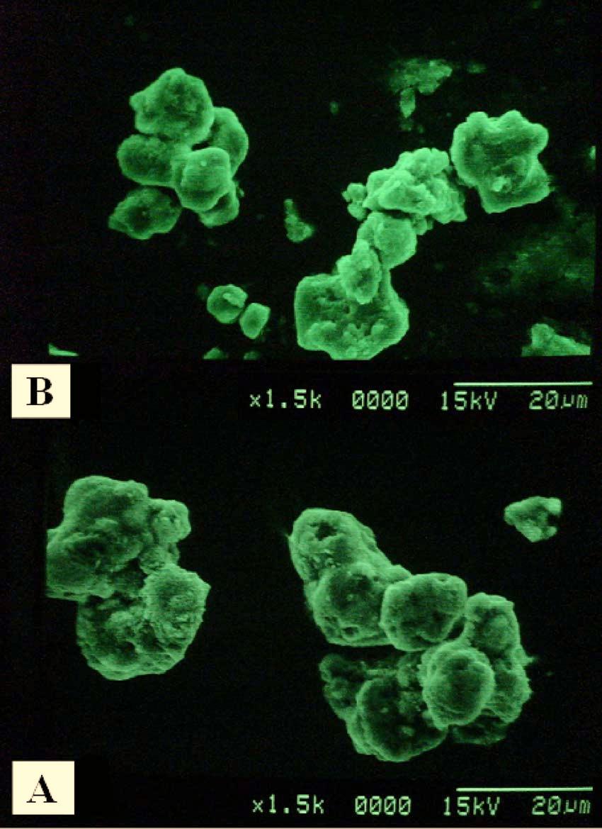 G30 Journal of The Electrochemical Society, 156 5 G29-G32 2009 Figure 2. Color online SEM images of Ca 2.97 SiO 4 Cl 2 :Eu 0.