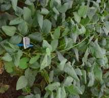 Rust resistant soybean Innovation inspired by nature Non-Host Resistance medicago transfer