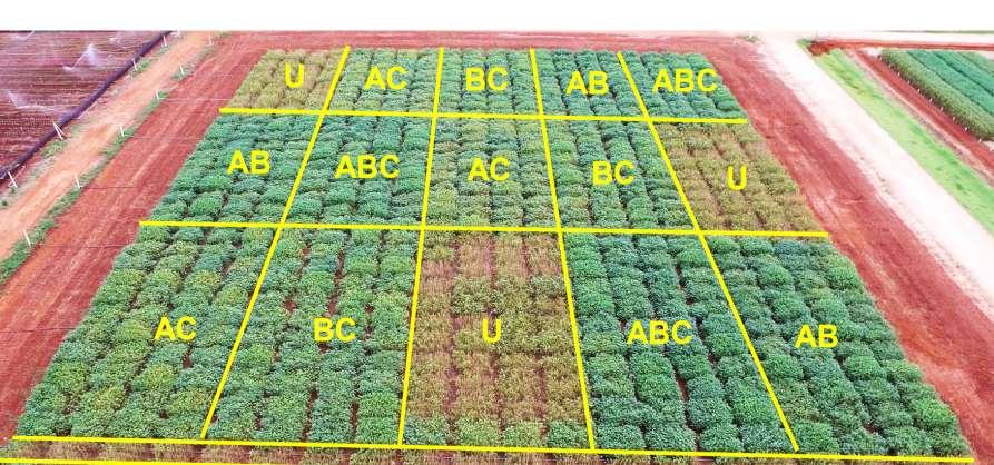 Developing an integrated system for rust control Fungicide skip-spray field trial design» Goal: Determine how transgenic events perform under commercial fungicide spray regimens» Method: