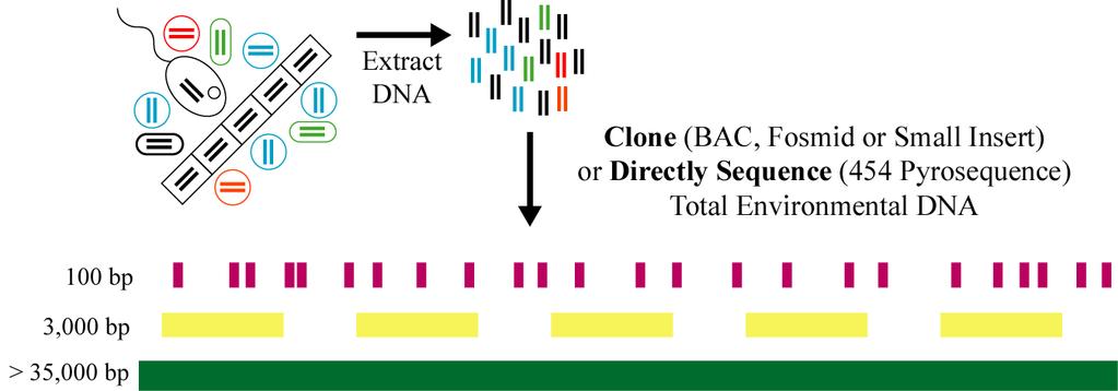 Metagenomics Clone (BAC, Fosmid or Small