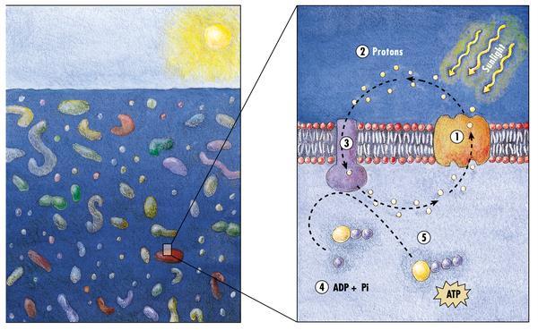 A new way of using sunlight in the surface ocean DeLong EF, Béjà O (2010) The Light-Driven Proton Pump Proteorhodopsin Enhances Bacterial Survival