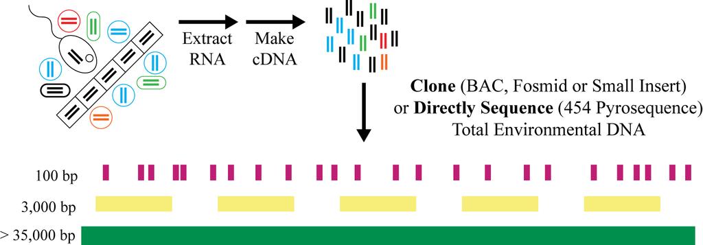 Metatranscriptomics Clone (BAC, Fosmid or Small Insert) or Directly Sequence (Illumina) Total Environmental DNA Access