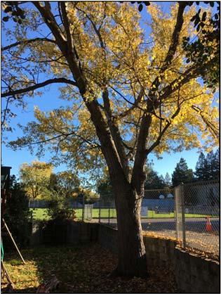 Coast live and valley oak are native to the Walnut Creek area and may be indigenous to the site. Trees were generally in good condition.