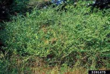 Olive, Multiflora Rose, Bush Honeysuckle Grasses and forbes: Japanese Stilt Grass Vines: